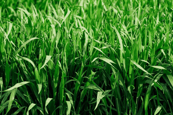 小麦种植深耕的优点和缺点(小麦种植深耕的优点是什么)